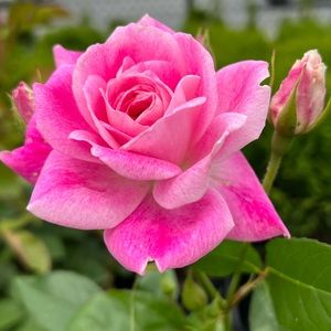 Meet your Posher, Sandy